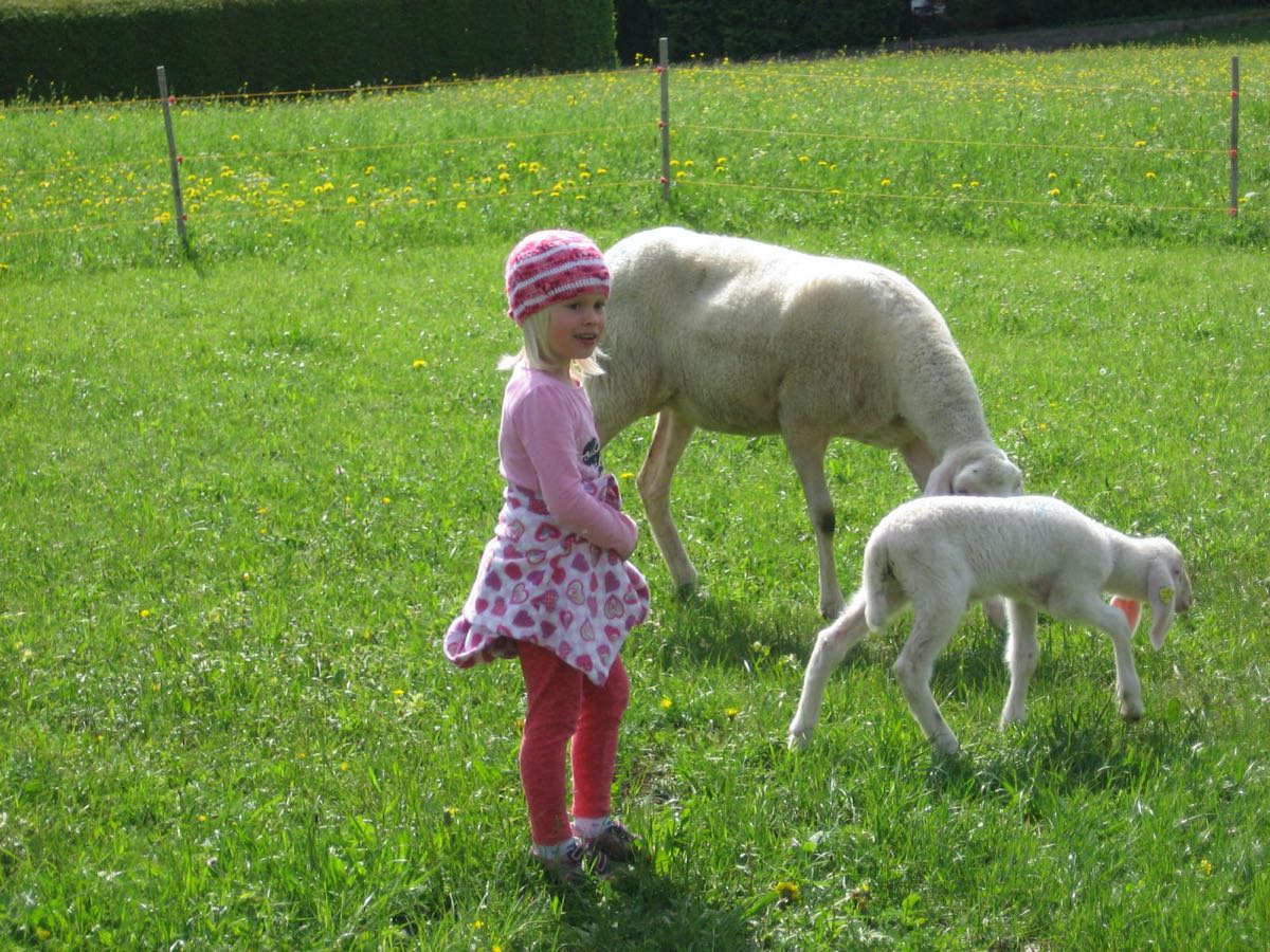 Bei den Schafen auf der Weide – Unsere kleine Farm