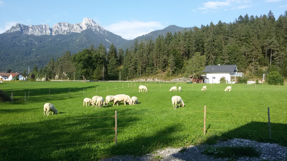 Die Herde auf der Weide – Unsere Schafe im Stall